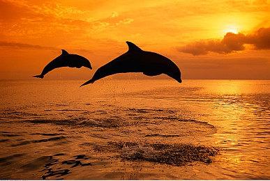 春季极速狂欢！《极限竞速：地平线5》全新赛季5折史低特惠来袭！